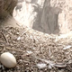 Illustration for article titled You Can Actually Watch Pied Pipers Condor Cam Live Stream